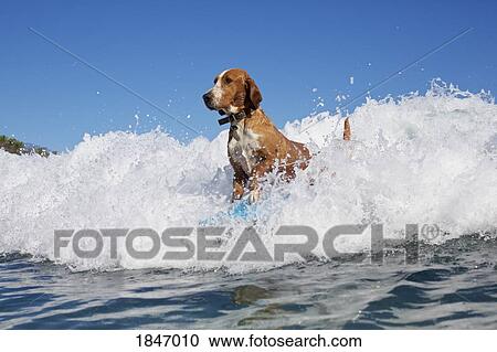 Dog surfing, riding ocean wave View Large Photo Image Stock Image - Dog surfing, riding ocean wave. Fotosearch