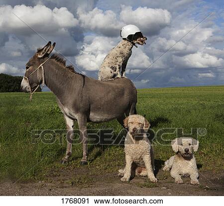 Dog wearing helmet on donkey in rural field View Large Photo Image Stock Image - Dog wearing helmet on donkey in rural field. Fotosearch