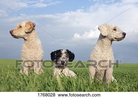 Dogs in sunny, rural field View Large Photo Image Stock Photo - Dogs in sunny, rural field. Fotosearch