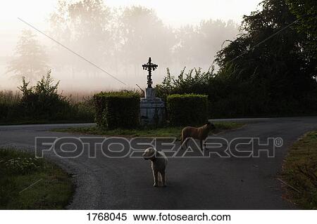 Dogs on rural road View Large Photo Image Stock Photography - Dogs on rural road. Fotosearch