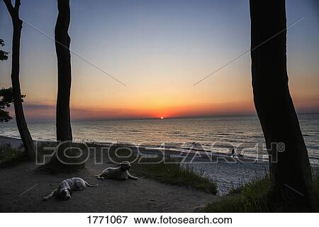 Dogs resting on sunset beach, Wiendorf, Mecklenburg-Vorpommern, Germany View Large Photo Image Stock Photo - Dogs resting on sunset beach, Wiendorf, Mecklenburg-Vorpommern, Germany. Fotosearch