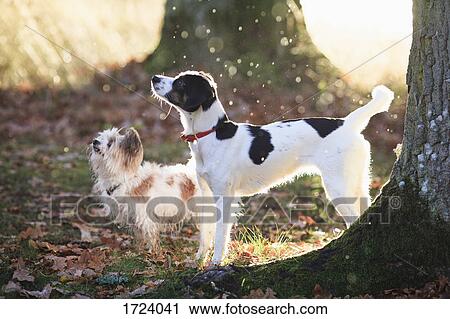 Dogs standing by trees in forest during sunny day View Large Photo Image Stock Image - Dogs standing by trees in forest during sunny day. Fotosearch