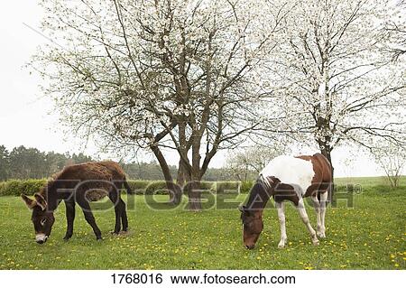 Donkey and horse grazing in rural spring field View Large Photo Image Stock Photograph - Donkey and horse grazing in rural spring field. Fotosearch