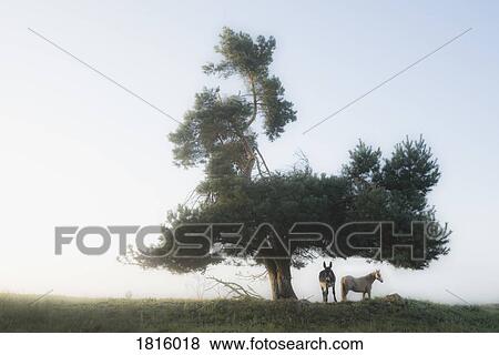 Donkey and horse standing under rural tree View Large Photo Image Stock Photo - Donkey and horse standing under rural tree. Fotosearch