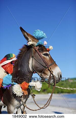 Stock Image - Donkey decorated with paper flowers on sunny beach, Punta de Mita, Nayarit, Mexico. Fotosearch