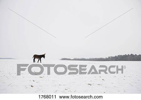 Donkey in snowy winter field View Large Photo Image Stock Image - Donkey in snowy winter field. Fotosearch
