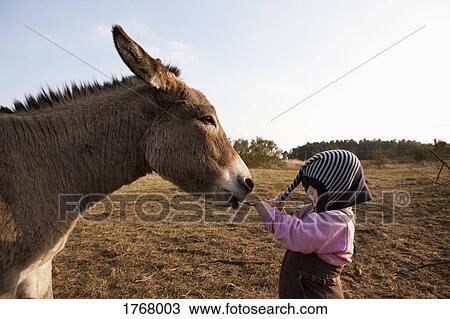 Donkey pulling hat on cute girl View Large Photo Image Stock Image - Donkey pulling hat on cute girl. Fotosearch