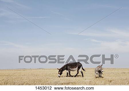 Donkeys grazing on field against sky View Large Photo Image Stock Image - Donkeys grazing on field against sky. Fotosearch