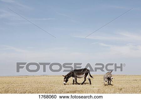 Donkeys in sunny rural field View Large Photo Image Stock Image - Donkeys in sunny rural field. Fotosearch