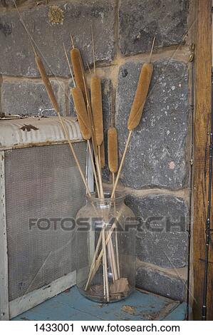 Dried cattails in jar against stone wall View Large Photo Image Stock Image - Dried cattails in jar against stone wall. Fotosearch