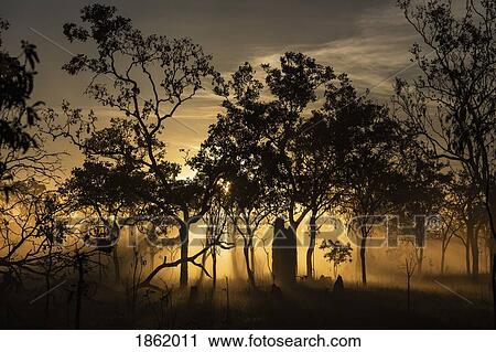 Ethereal sunrise behind silhouetted trees, Kakadu National Park, Australia View Large Photo Image Stock Image - Ethereal sunrise behind silhouetted trees, Kakadu National Park, Australia. Fotosearch