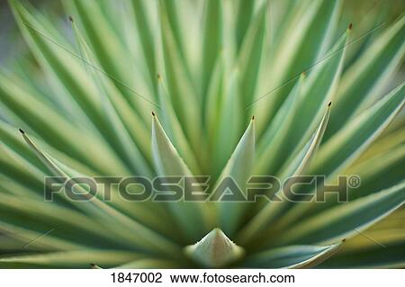 Extreme close up green aloe vera plant View Large Photo Image Stock Image - Extreme close up green aloe vera plant. Fotosearch
