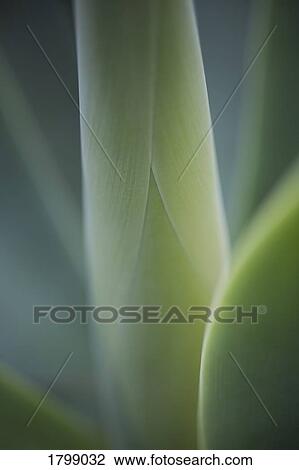 Extreme close up green, curled plant View Large Photo Image Stock Image - Extreme close up green, curled plant. Fotosearch