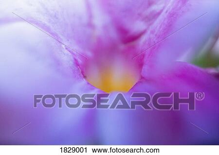 Extreme close up purple crocus flower View Large Photo Image Stock Image - Extreme close up purple crocus flower. Fotosearch