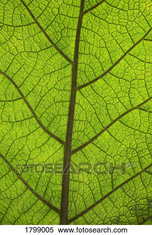 Stock Photography - Extreme close up veins of vibrant green leaf. Fotosearch