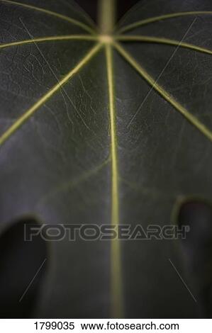 Stock Photography - Extreme close up yellow veins in green leaf. Fotosearch