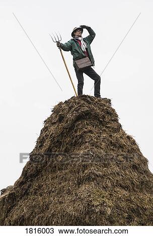 Farmer with pitchfork standing on top of hay heap View Large Photo Image Stock Image - Farmer with pitchfork standing on top of hay heap. Fotosearch