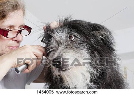 Female vet examining dog's ear in clinic View Large Photo Image Stock Photography - Female vet examining dog's ear in clinic. Fotosearch