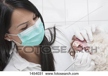 Female veterinarian cleaning dog's teeth in clinic View Large Photo Image Stock Image - Female veterinarian cleaning dog's teeth in clinic. Fotosearch