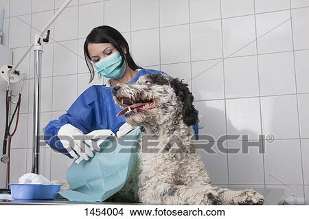 Picture - Female veterinarian examining dog on table in clinic. Fotosearch