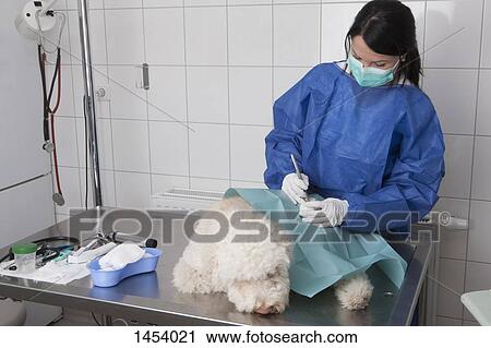 Female veterinarian examining dog on table in hospital View Large Photo Image Stock Image - Female veterinarian examining dog on table in hospital. Fotosearch