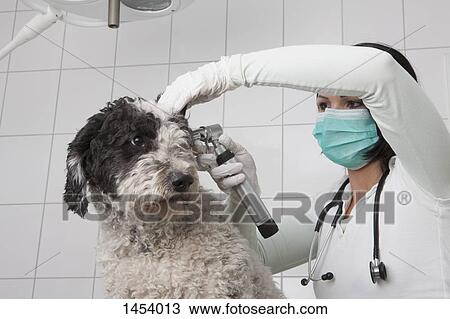 Stock Image - Female veterinarian examining dog's ear with otoscope in clinic. Fotosearch