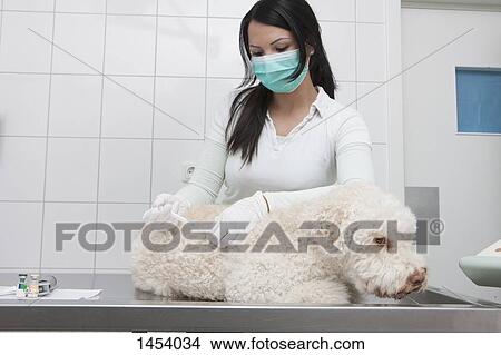 Picture - Female veterinarian injecting dog in medical clinic. Fotosearch