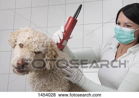 Stock Photo - Female veterinarian shaving hair of a dog in a veterinarian clinic. Fotosearch