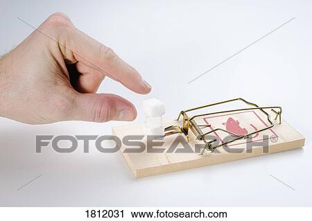 Finger reaching for sugar cubes on mousetrap View Large Photo Image Stock Image - Finger reaching for sugar cubes on mousetrap. Fotosearch