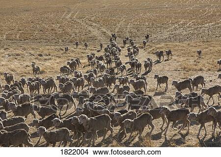 Flock of merino sheep in sunny arid field, St Arnaud, Victoria, Australia View Large Photo Image Picture - Flock of merino sheep in sunny arid field, St Arnaud, Victoria, Australia. Fotosearch