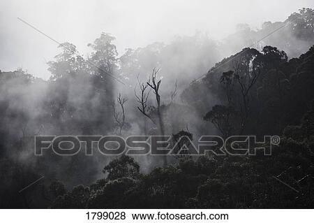 Fog over forest trees, Falls Creek, Victoria, Australia View Large Photo Image Stock Photo - Fog over forest trees, Falls Creek, Victoria, Australia. Fotosearch