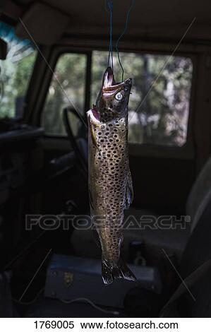 Fresh caught trout hanging in pickup truck View Large Photo Image Stock Photography - Fresh caught trout hanging in pickup truck. Fotosearch
