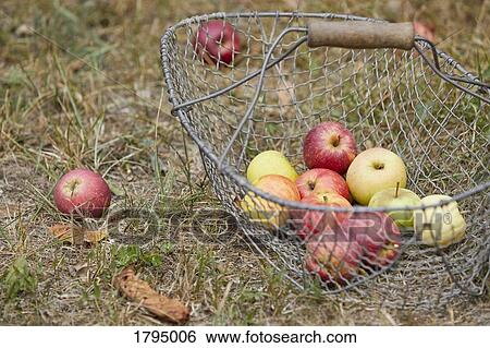 Stock Photograph - Fresh harvested apples in basket. Fotosearch