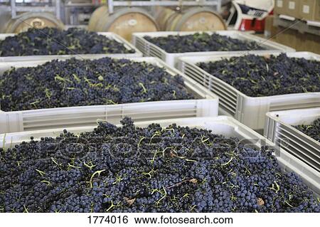 Fresh harvested grapes in large bins in winery View Large Photo Image Stock Photograph - Fresh harvested grapes in large bins in winery. Fotosearch
