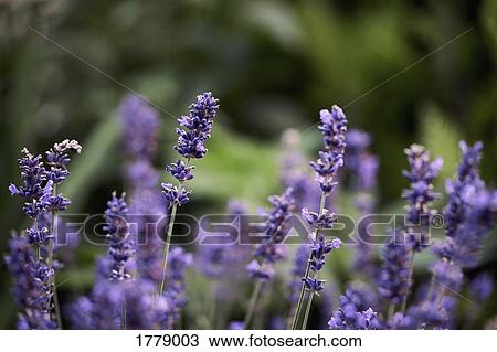 Fresh lavender growing in garden View Large Photo Image Stock Image - Fresh lavender growing in garden. Fotosearch