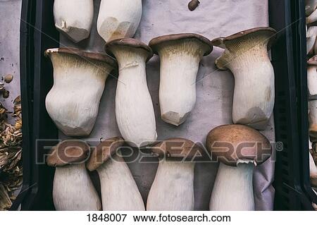 Fresh pleurotus eryngii mushrooms View Large Photo Image Stock Photo - Fresh pleurotus eryngii mushrooms. Fotosearch
