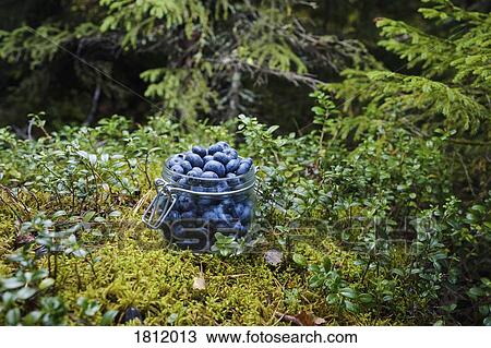 Fresh, ripe blueberries in jar in woods View Large Photo Image Stock Image - Fresh, ripe blueberries in jar in woods. Fotosearch
