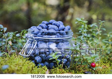 Fresh, ripe blueberries View Large Photo Image Stock Photograph - Fresh, ripe blueberries. Fotosearch