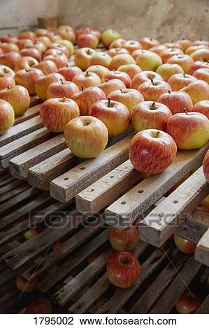 Fresh, ripe harvested apples drying on racks View Large Photo Image Stock Image - Fresh, ripe harvested apples drying on racks. Fotosearch
