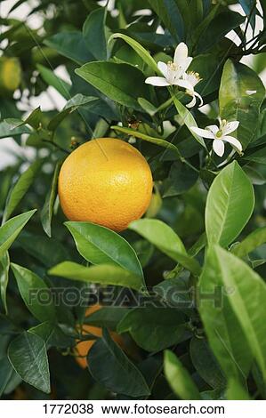 Fresh, yellow lemon growing on tree View Large Photo Image Stock Photo - Fresh, yellow lemon growing on tree. Fotosearch
