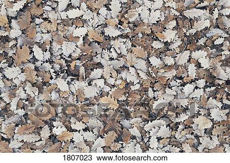 Stock Image - Full frame heap of brown autumn leaves. Fotosearch