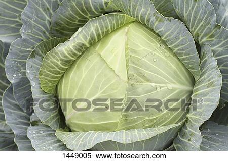 Stock Photography - Full frame shot of cabbage. Fotosearch