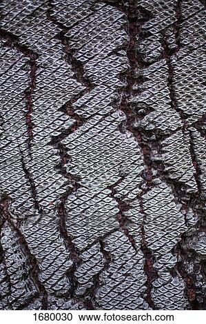 Full frame shot of cracked tree trunk View Large Photo Image Stock Image - Full frame shot of cracked tree trunk. Fotosearch