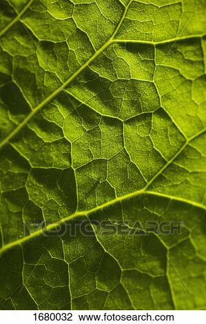 Full frame shot of fresh green leaf View Large Photo Image Stock Image - Full frame shot of fresh green leaf. Fotosearch
