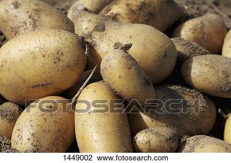 Full frame shot of fresh potatoes View Large Photo Image Stock Image - Full frame shot of fresh potatoes. Fotosearch