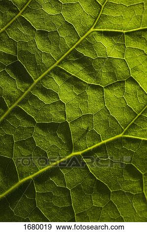 Full frame shot of green leaf View Large Photo Image Stock Photo - Full frame shot of green leaf. Fotosearch