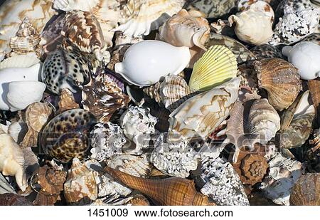 Full frame shot of sea shells View Large Photo Image Stock Photo - Full frame shot of sea shells. Fotosearch