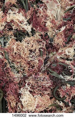 Full frame shot of seaweed View Large Photo Image Stock Image - Full frame shot of seaweed. Fotosearch