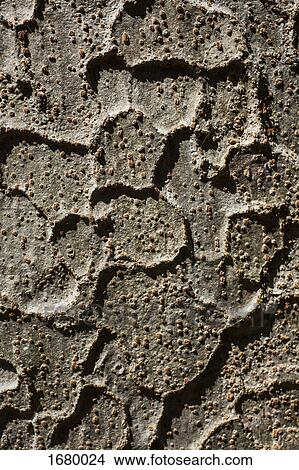 Full frame shot of tree trunk View Large Photo Image Picture - Full frame shot of tree trunk. Fotosearch