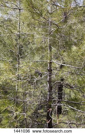 Stock Photograph - Full frame shot of trees growing in forest. Fotosearch